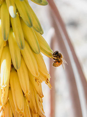 A bee rests on a yellow flower