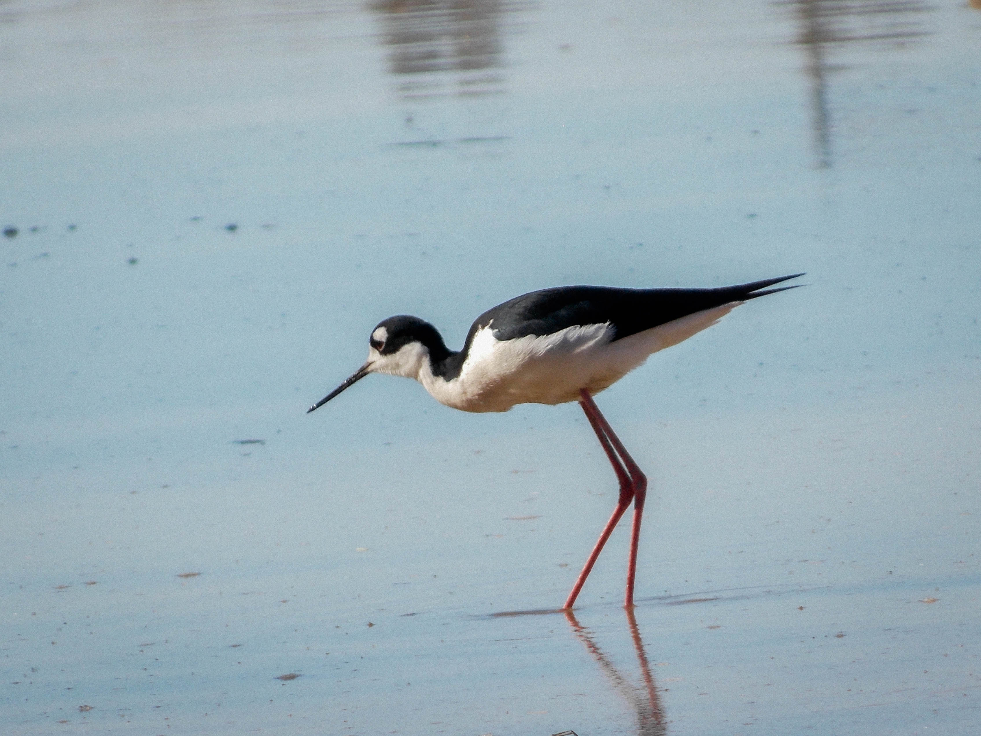 Black-necked Stilt standing in a pond