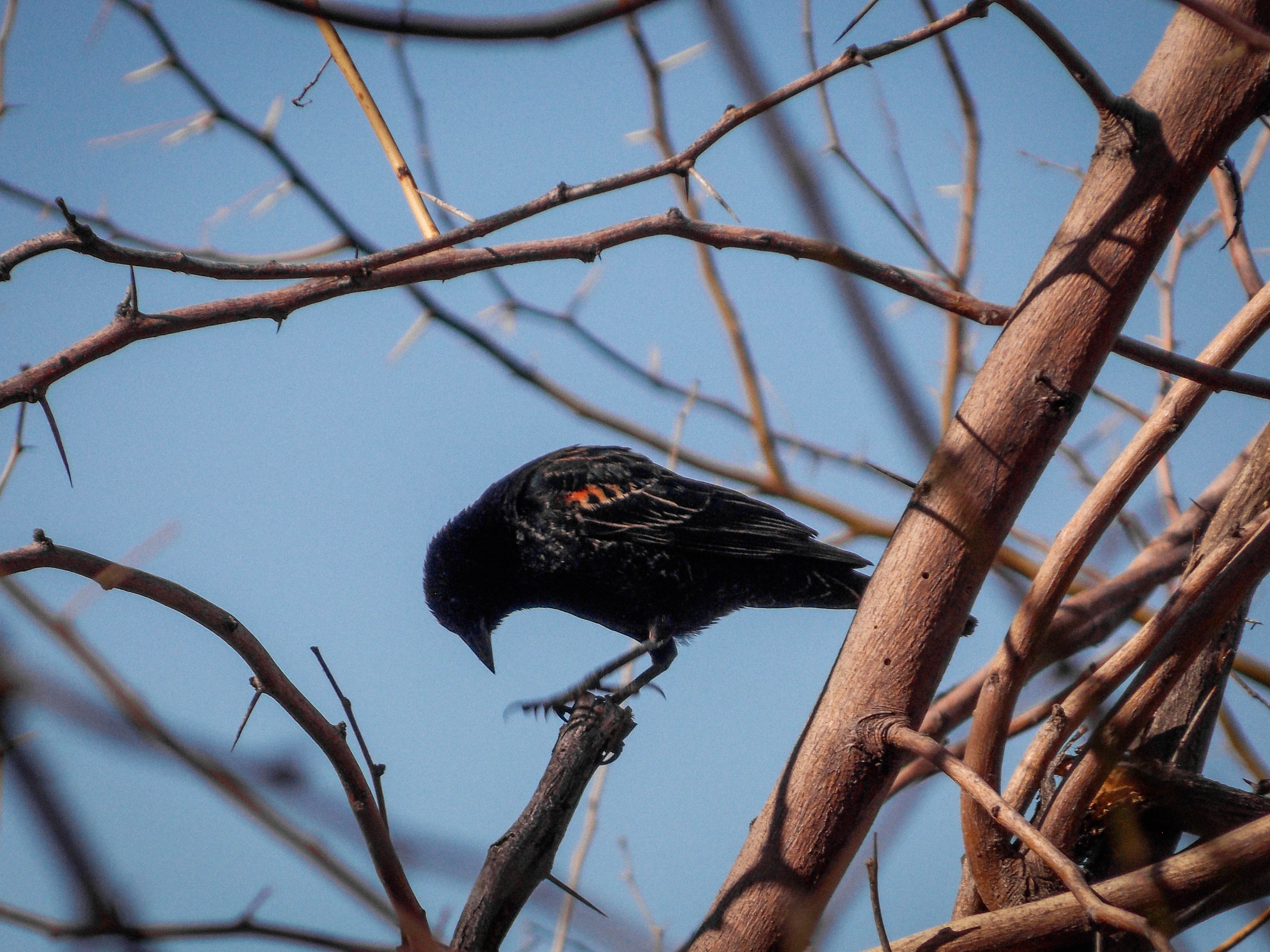 Red-winged Blackbird on a tree branch