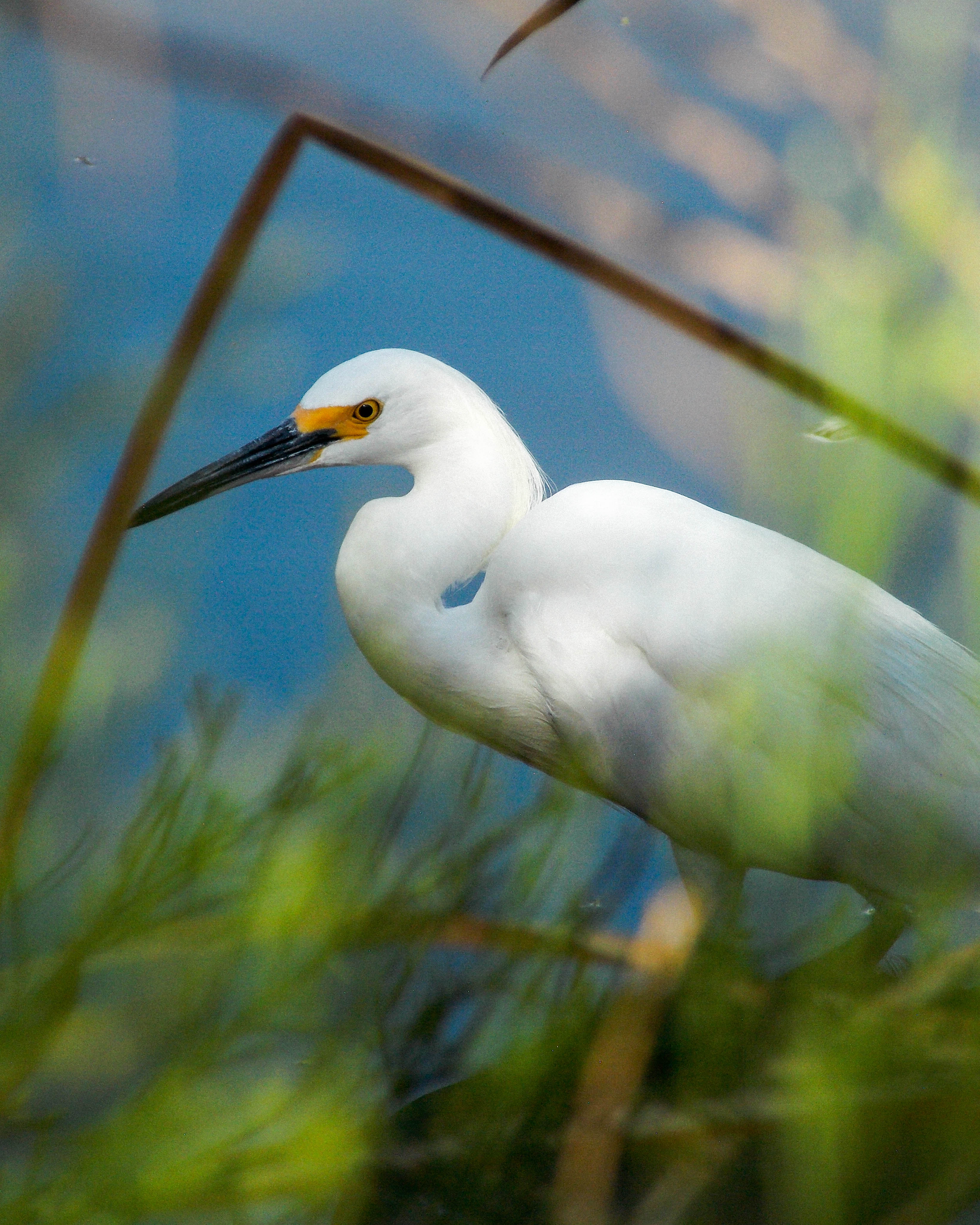 Snowy Egret wading in water behind grass