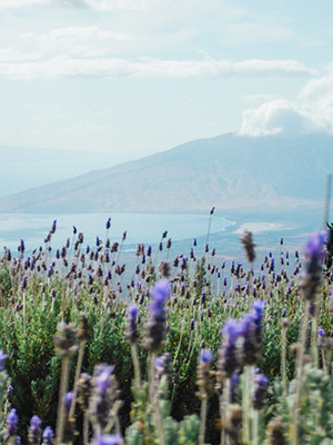 Lavender field up country on Maui